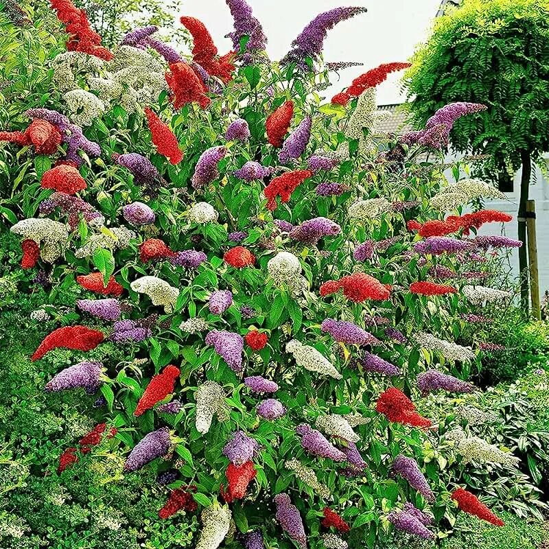 Красивый кустарник для сада фото и название Amazon.com: Butterfly Bush
