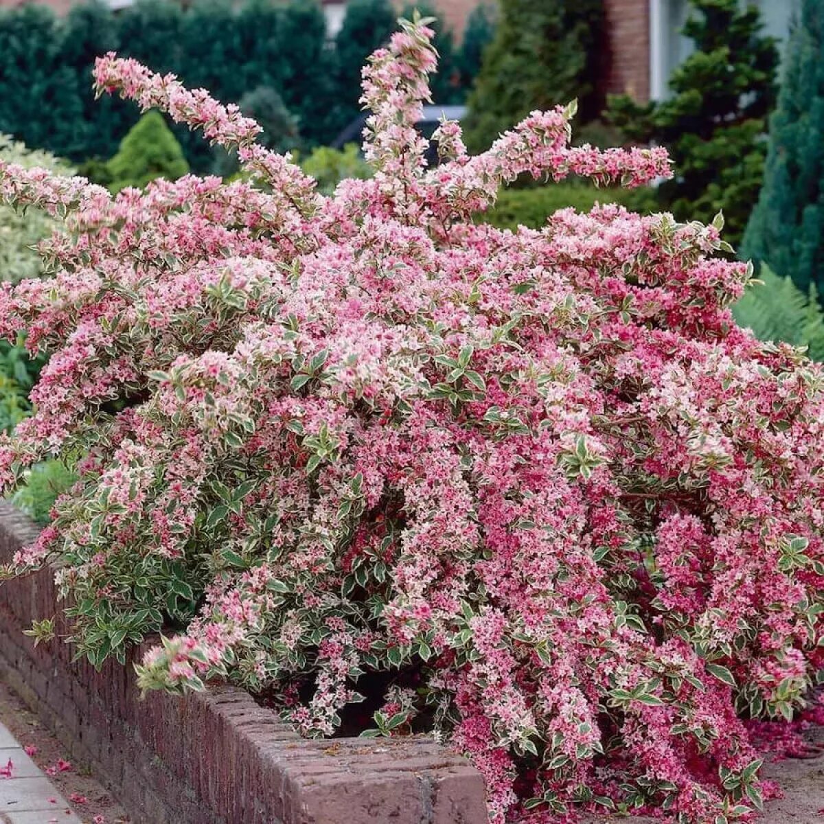 Красивый кустарник для сада фото и название Вейгела цветущая Нана Вариегата (Nana Variegata) - купите саженцы в контейнере в