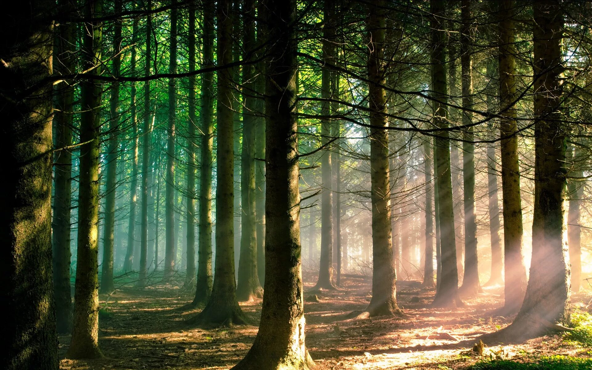 Красивый лес фото Wallpaper : sunlight, landscape, nature, branch, green, morning, sun rays, pine 
