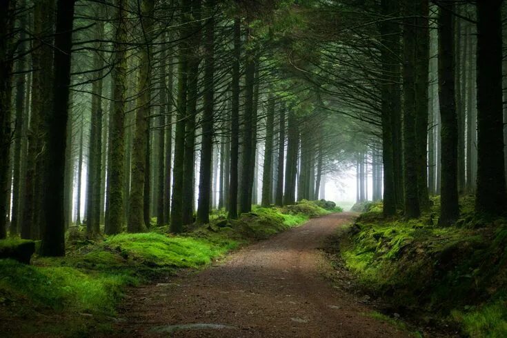 Красивый лес фото The moss-covered floor of Fernworthy forest Dartmoor UK OC 6000-4000 Dartmoor, S