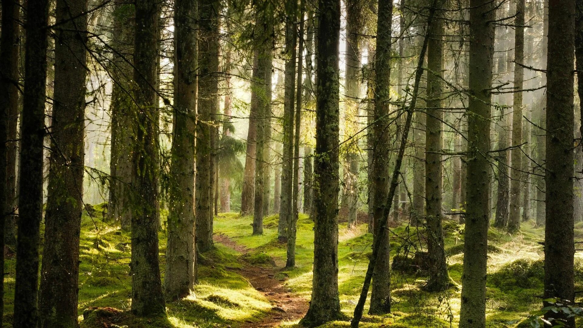 Красивый лес фото Why transparent wood offers 'promising future' for the environment