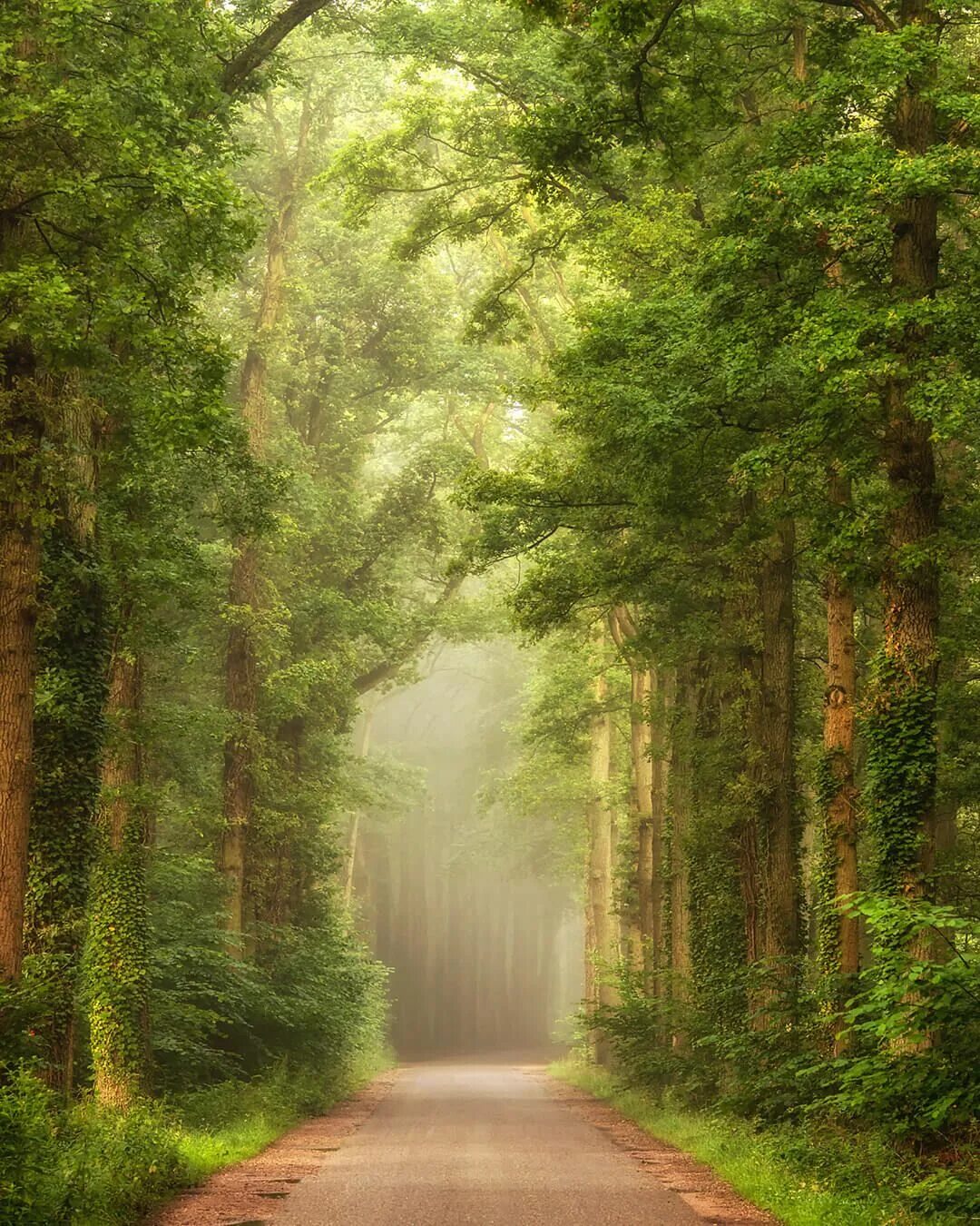 Красивый лес фото Gelderland, the Netherlands #global_creatives #tree_magic #discover_earth #desti