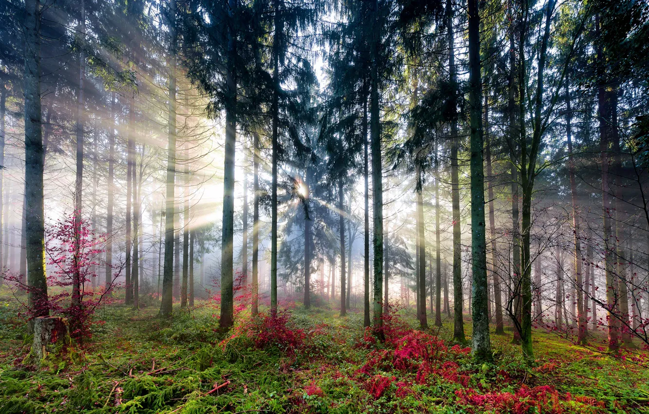 Красивый лес фото Wallpaper forest, the sun, light, trees for mobile and desktop, section природа,