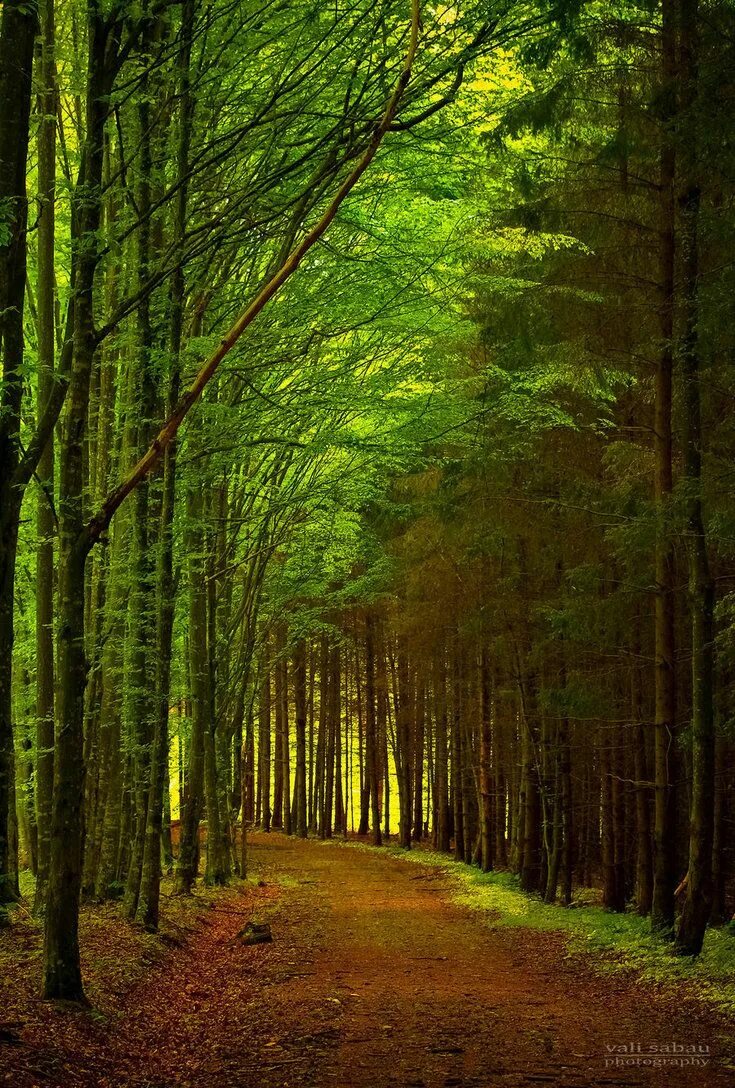 Красивый лес фото Romanian Forest II by valiunic on deviantART Forest wallpaper, Green nature wall