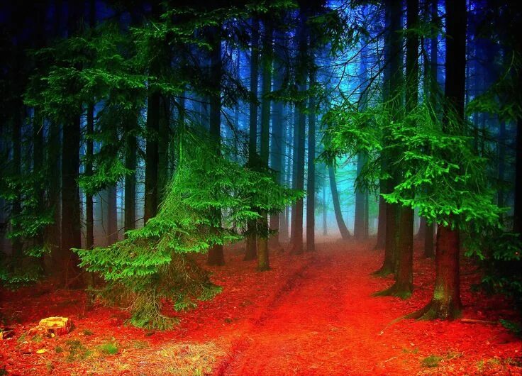 Красивый лес фото 7 Magical Photos That Will Make You Want To Visit The Black Forest In Germany Sc