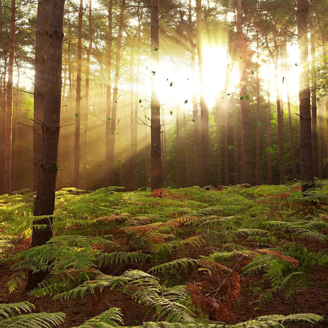 Красивый лес фото Steam Workshop::Sunny Forest 4K