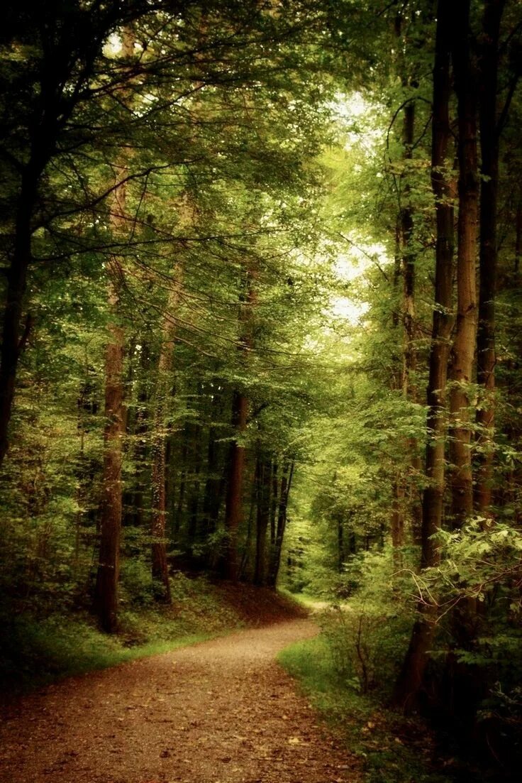 Красивый лес фото Pin by * Christa * on Follow me to the Spirits of the Forest Beautiful nature, B