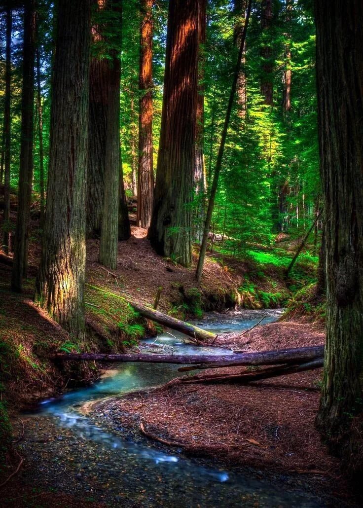 Красивый лес фото The Most Effective Time to Visit the Redwood Forest Nature photography, Redwood 