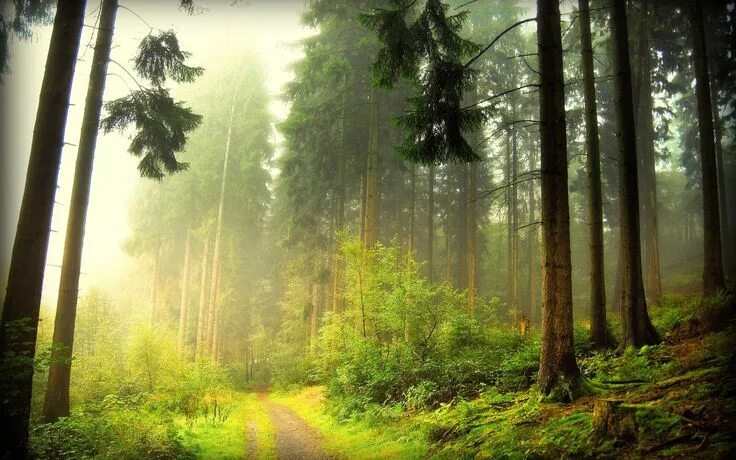 Красивый лес фото hd wallpaper for pc of nature (1920x1200) Free, Haus
