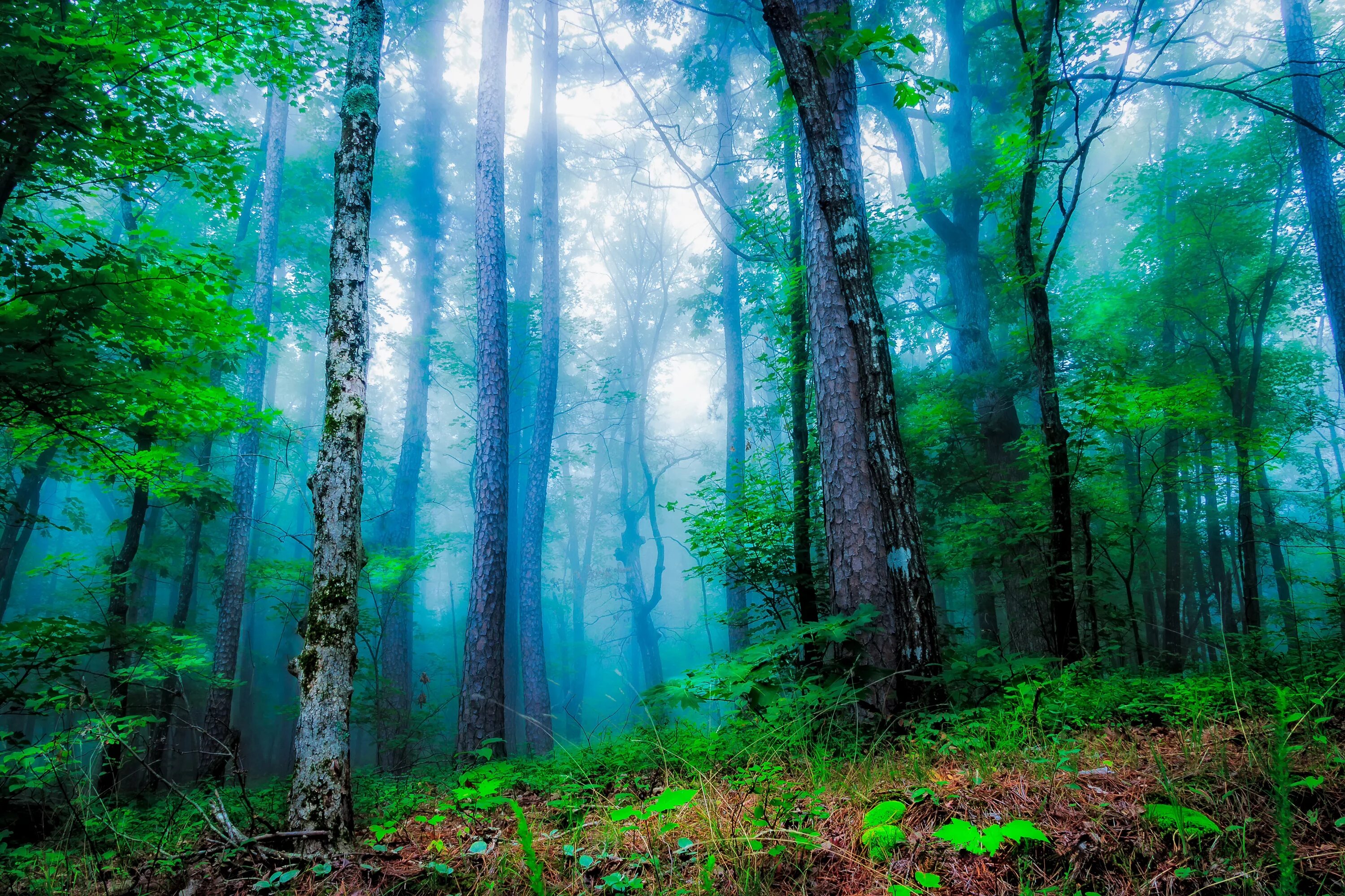 Красивый лес фото landscape summer forest summer wallpapers from photomonstr - images from Fonwall