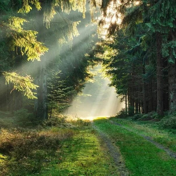 Красивый лес фото The beauty of the forest... 2022 КРАСИВОЕ РЯДОМ//ЛОВИ МОМЕНТ VK