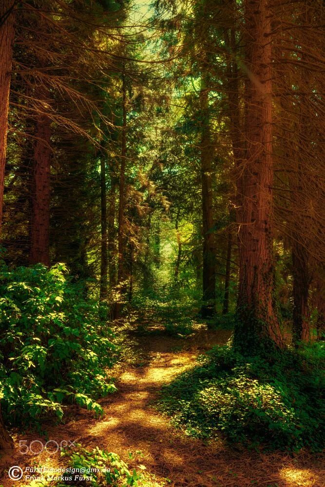 Красивый лес фото Forest in the Sun... by Frank Markus Fürst - 500px Nature photography, Landscape