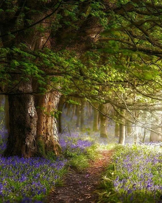 Красивый лес фото Pin on ФОТО - 1. Beautiful nature, Nature photography, Landscape