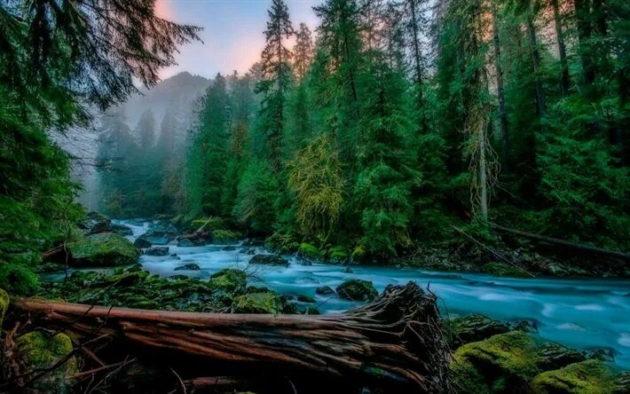 Красивый лес фото хорошего качества Download wallpapers Skykomish, mountain river, fog, forest, mountain landscape, 