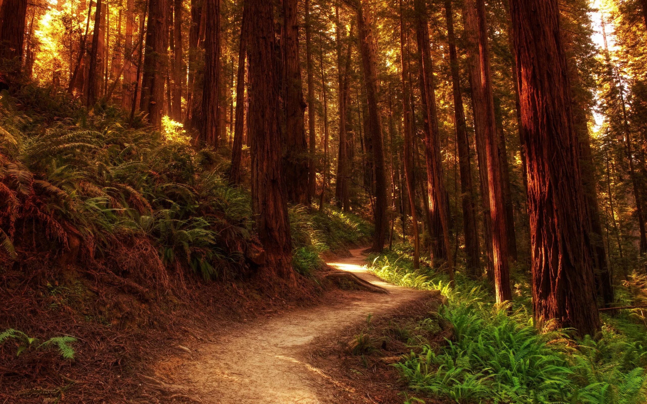 Красивый лес фото хорошего качества forests 26