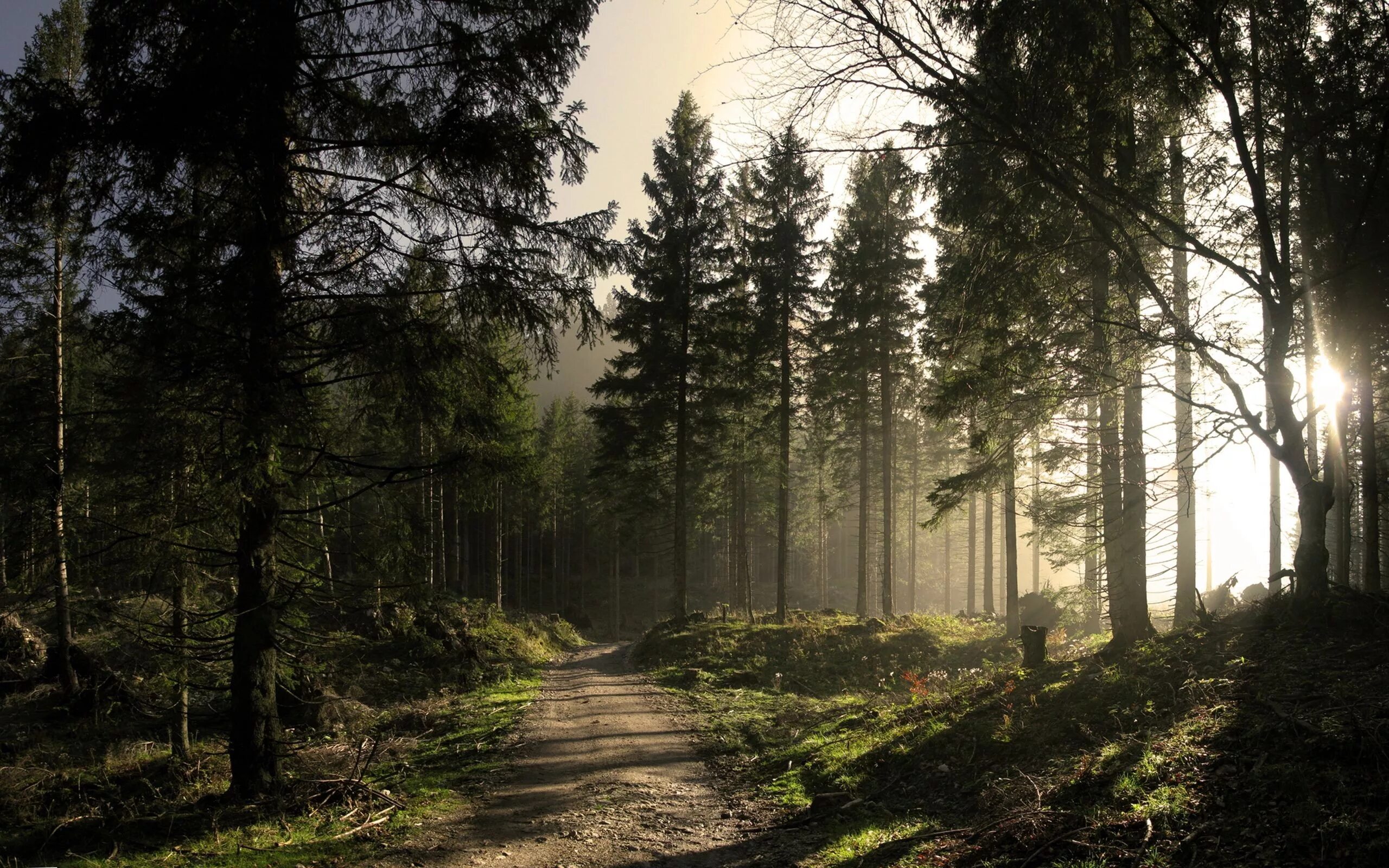 Красивый лес фото хорошего качества Sun Rays - Desktop Wallpaper