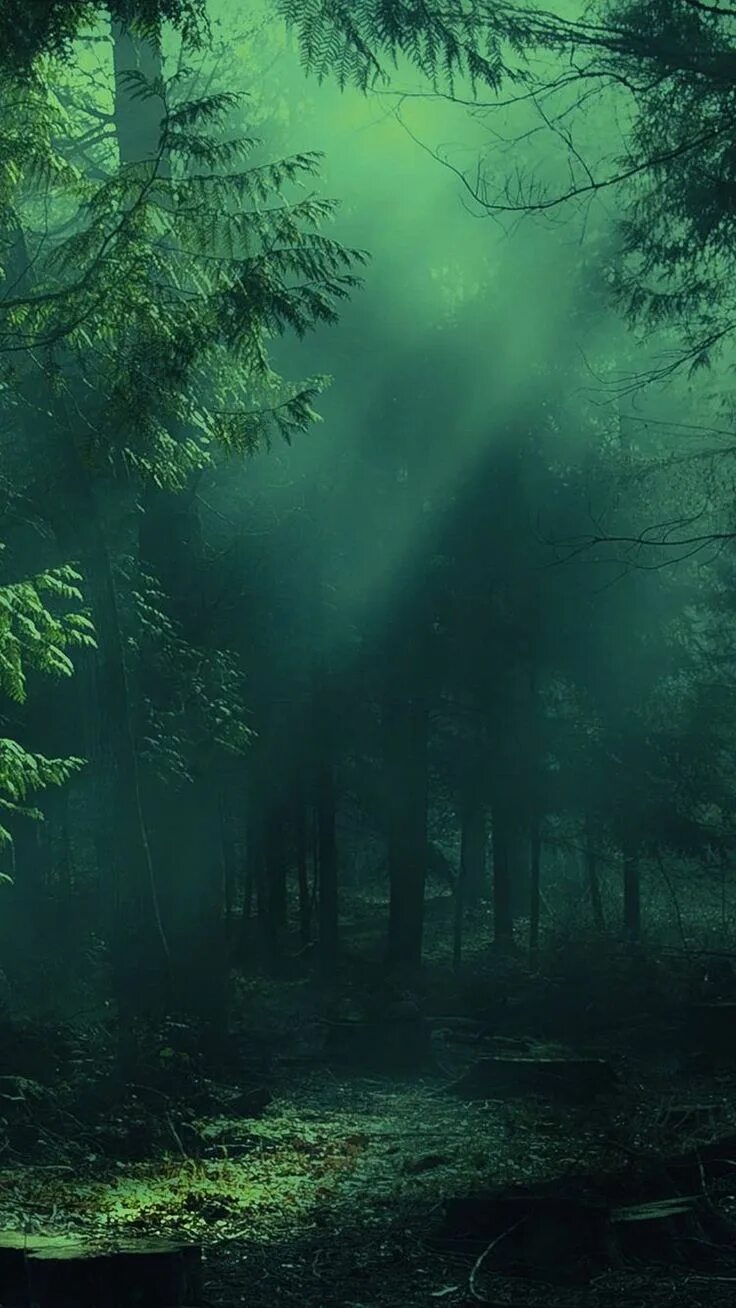 Красивый лес фото на телефон Pin by Mina Mowarie on Night Green nature wallpaper, Forest wallpaper iphone, La