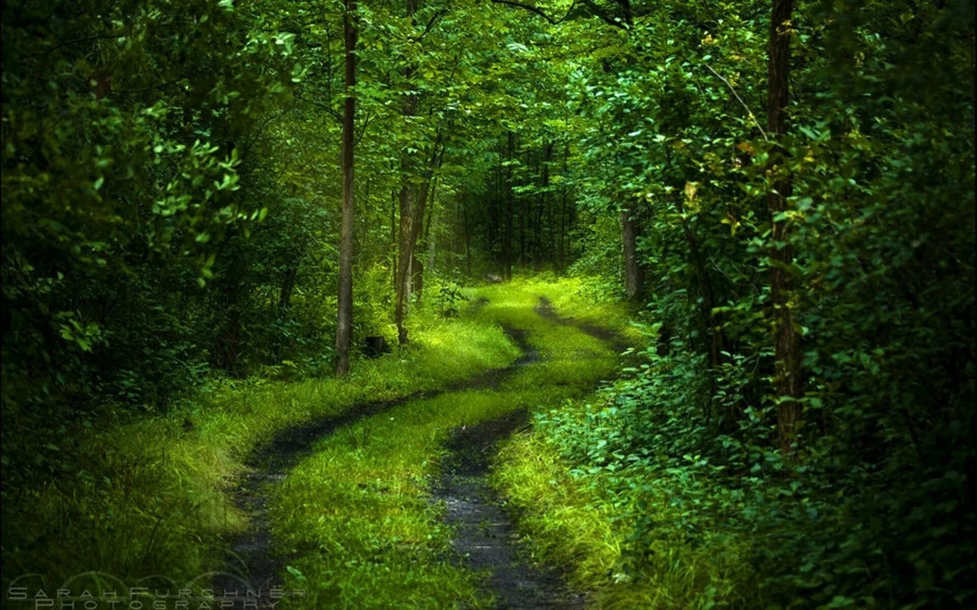 Красивый лес фото на телефон Road Wood Thickets - 1920 x 1200