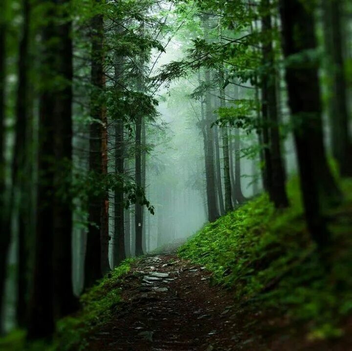 Красивый лес фото на телефон Serene Country roads, Forest wallpaper, Dark forest