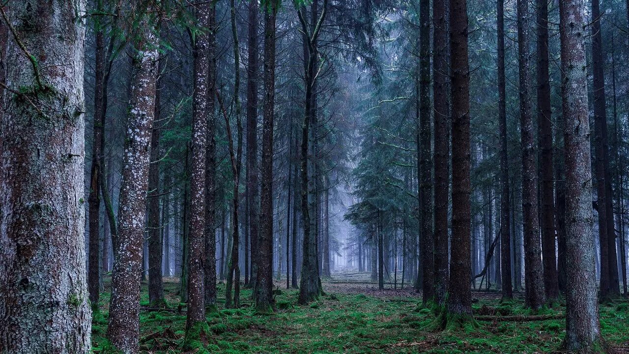 Красивый лес фото на телефон Wandering in a Fairy Forest Fantasy Ambience & Ambient Music - YouTube