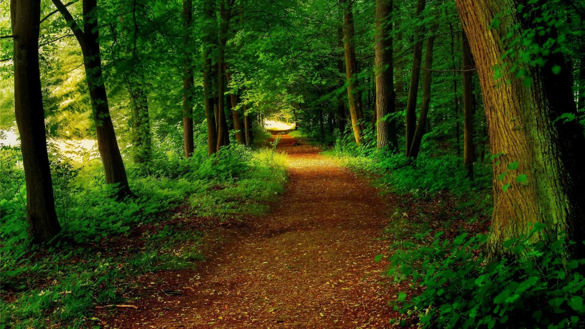 Красивый лес фото на телефон Wallpaper : sunlight, nature, green, wilderness, jungle, rainforest, tree, autum
