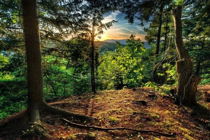 Красивый лес фото на телефон красивые картинки,лес,Природа,красивые фото природы: моря, озера, леса Forest wa