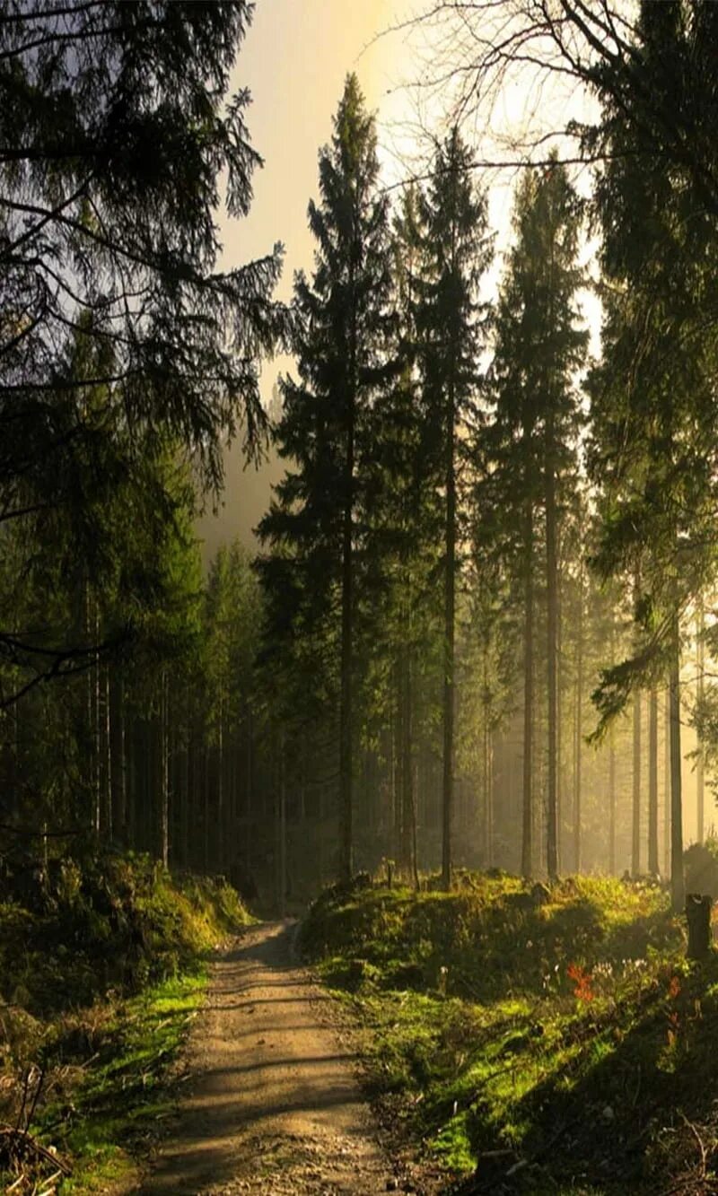 Красивый лес фото на телефон Trees, green, HD phone wallpaper Peakpx