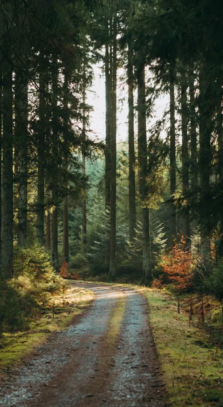 Красивый лес фото на телефон Forest, road Wallpaper, background Paesaggi, Sfondi, Natura