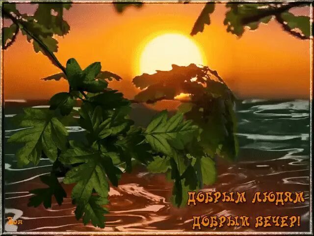 Красивый летний вечер картинки с пожеланиями Pin on Gif/Пожелания Plants, Herbs, Garden