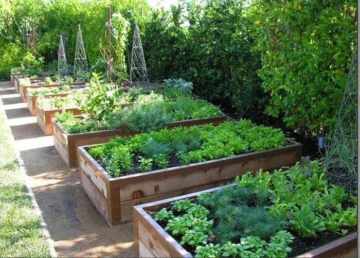 Красивый огород своими руками фото 43 Raised Garden Beds Vegetables Backyards https://silahsilah.com/garden-exterio