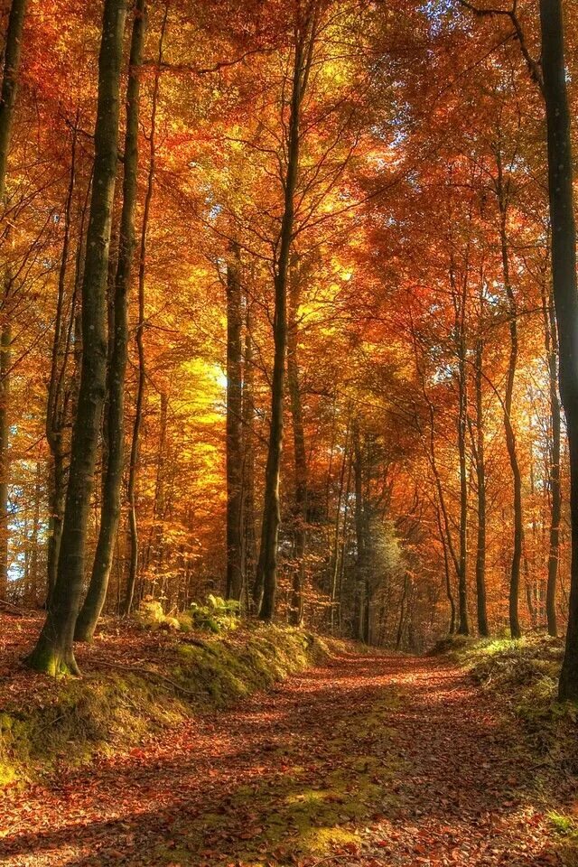 Красивый осенний лес фото хорошего качества Pin by Солнечный Ветер on Солнечная Autumn scenery, Autumn scenes, Autumn photog