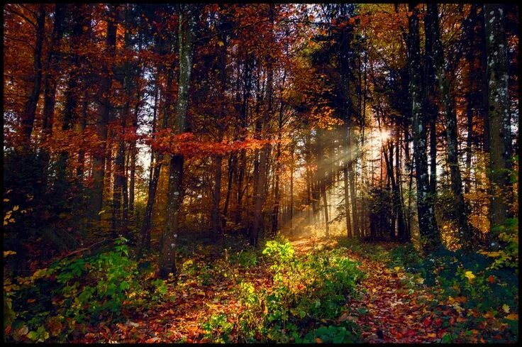 Красивый осенний лес фото хорошего качества Épinglé par catherine catherine sur paysage Paysage