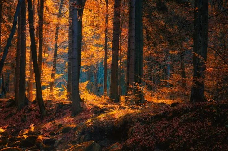 Красивый осенний лес фото хорошего качества Earth Forest Nature Fall Tree Dark Wallpaper Fall wallpaper, Autumn forest, Natu