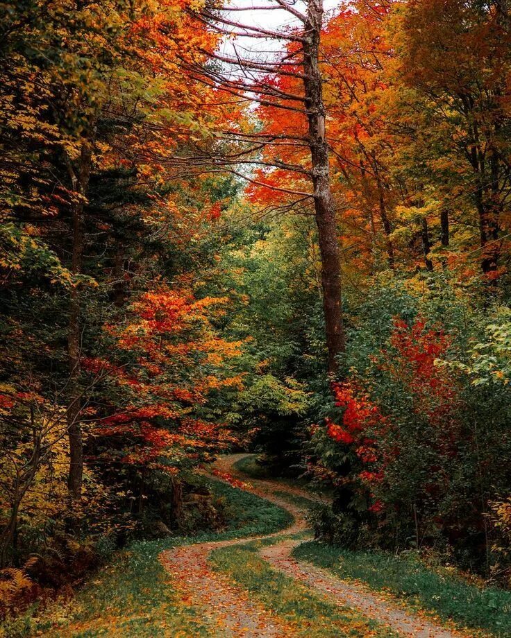 Красивый осенний лес фото хорошего качества Fall color Autumn landscape, Autumn scenery, Fall landscaping