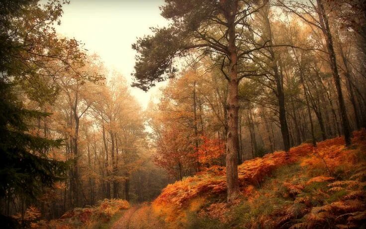 Красивый осенний лес фото хорошего качества Fenséges Erdő Háttérkép 47 Háttérképek24.hu Herbst fotografie, Herbst hintergrun