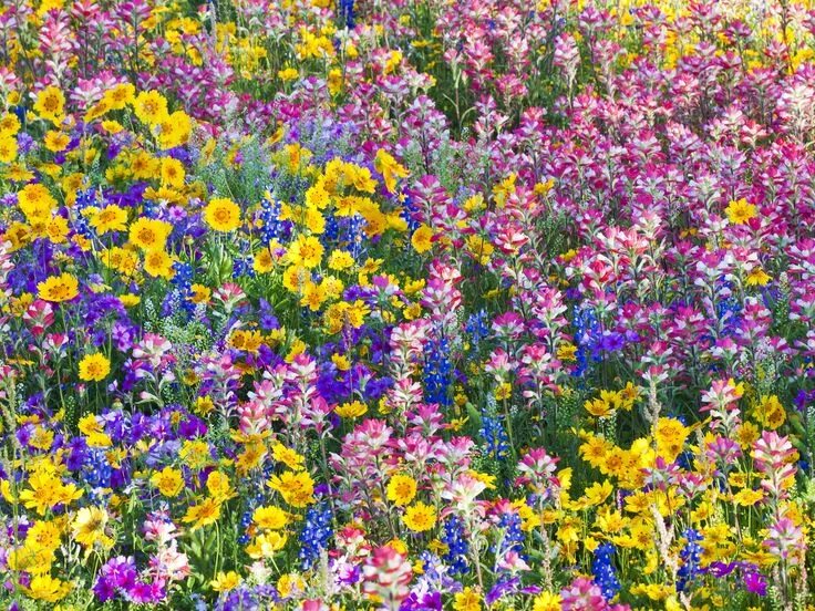 Краски лета фото Pin by Shannon Dave Fernandez on Flowers Wild flowers, Colorful flowers, Flowers