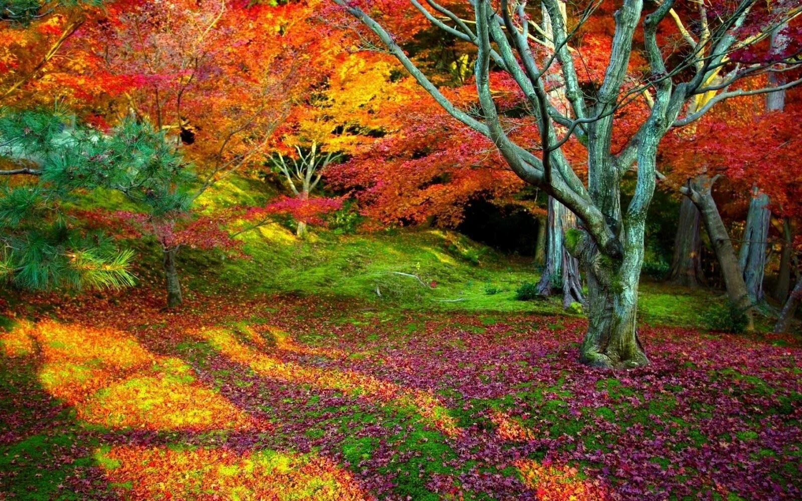 Краски осени фото высокого качества Entre las hojas. Autumn nature, Nature wallpaper, Landscape trees