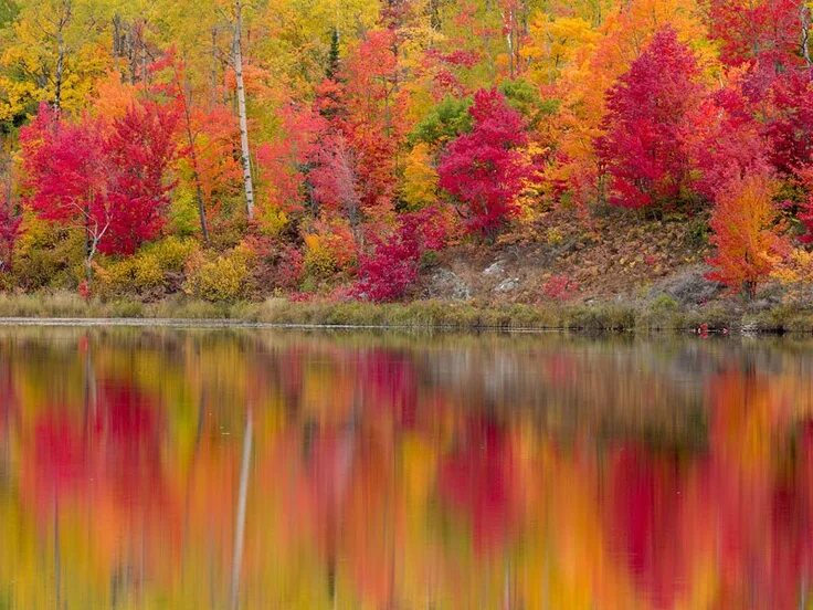 Краски осени фото высокого качества Autumn Reflections, Gryphon Lake, Espanola, Ontario Природа, Обои, Листья