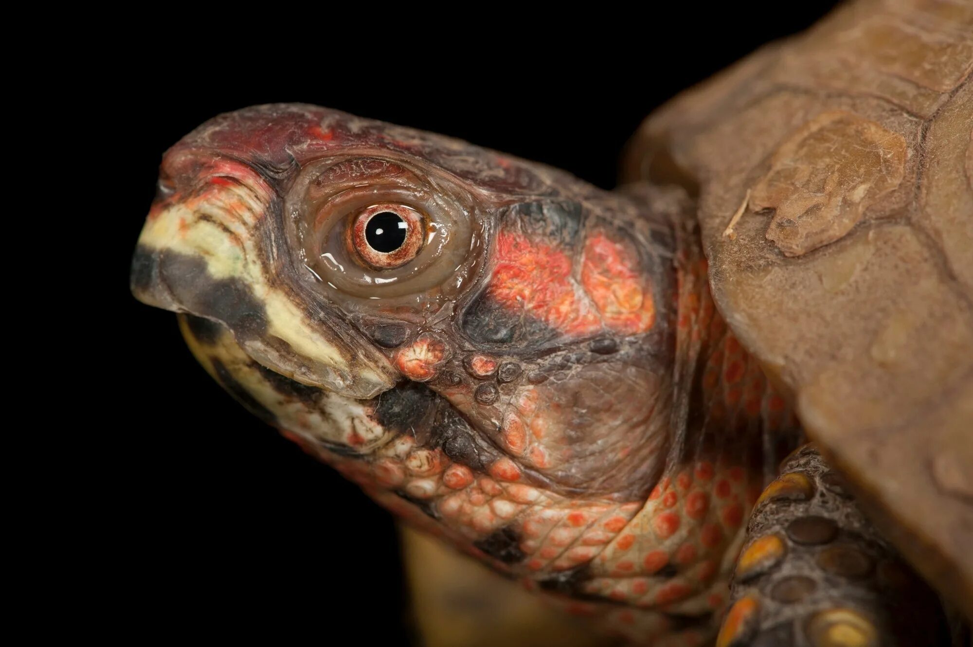 Красная черепаха фото Fine Art Prints From Joel Sartore - Joel Sartore