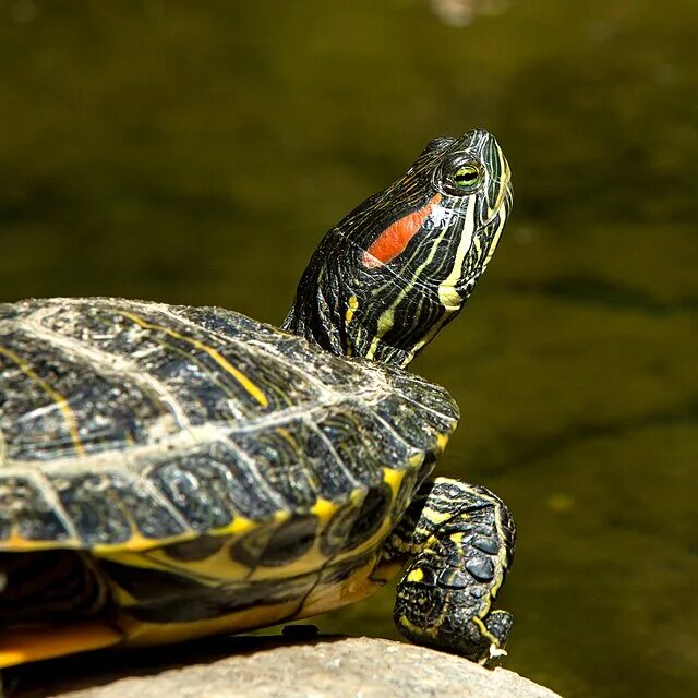 Красная черепаха фото Файл:Red-eared Slider (14585091976).jpg - Википедия