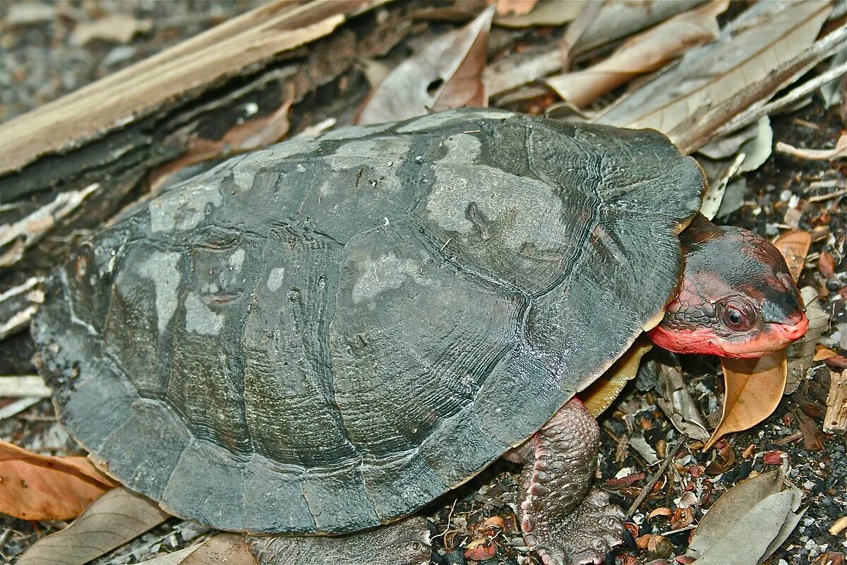 Красная черепаха фото Rode paddenkopschildpad - Wikipedia
