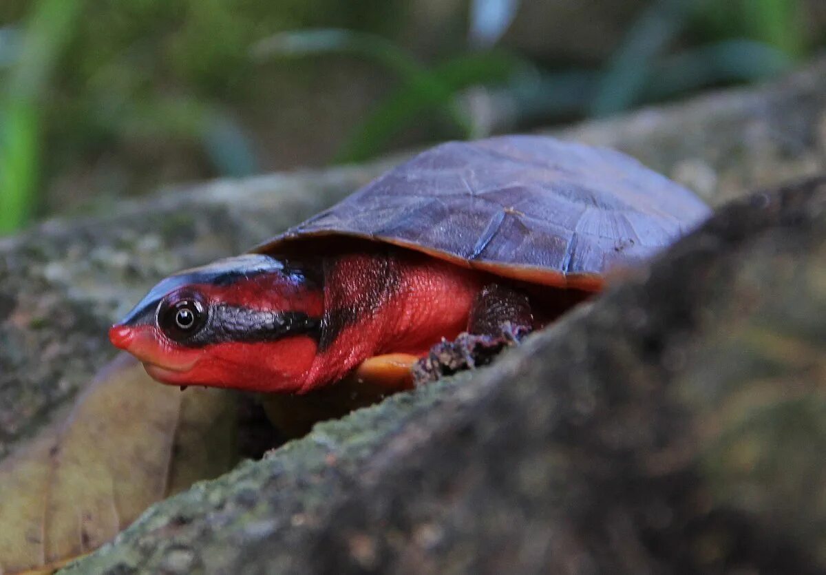 Красная черепаха фото Red side-necked turtle - Wikipedia