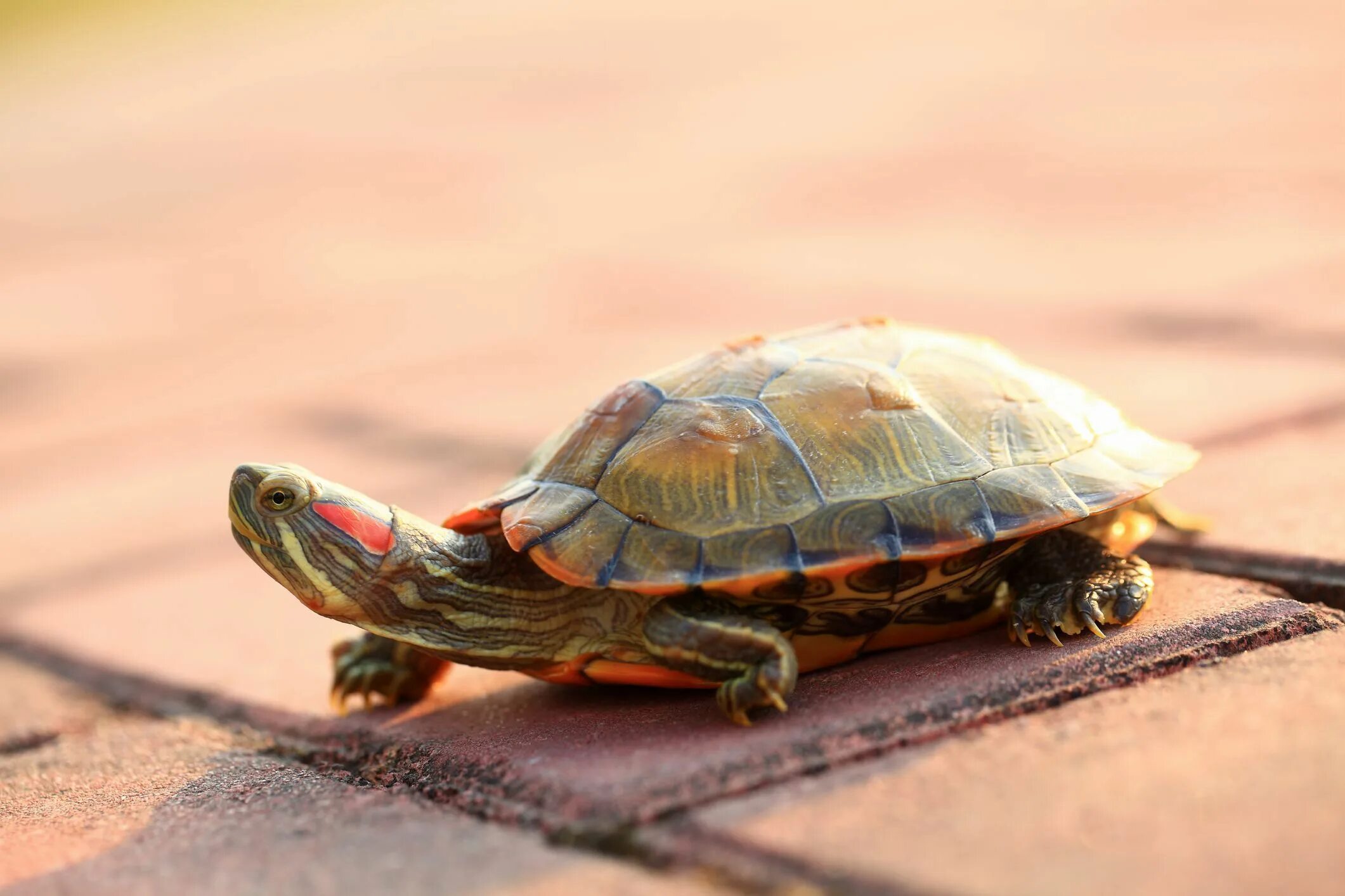 Красная черепаха фото Learn How to Transport Pet Turtles by Car Red eared slider, Pet turtle, Red eare