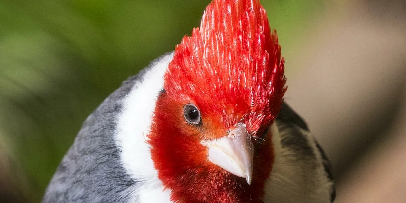 Красная голова фото Red-crested cardinal Smithsonian's National Zoo and Conservation Biology Institu