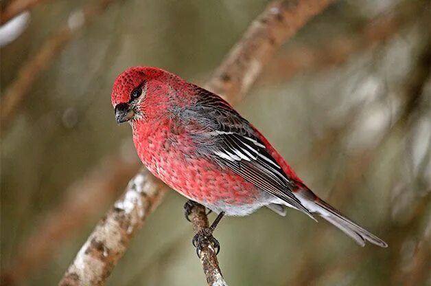 Красная голова фото Pine grosbeaks occasionally wander from their year-round home into the northern 