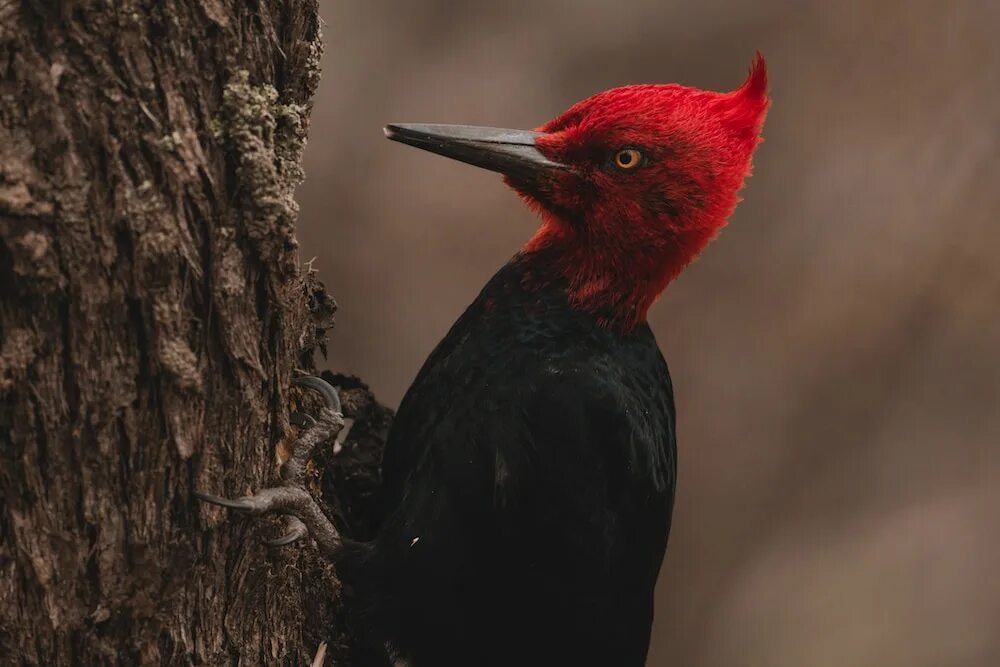 Красная голова фото Woodpeckers might communicate with drum beats SYFY WIRE