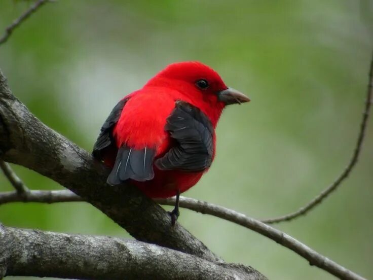 Красная голова фото pájaro rojo fondo de pantalla
