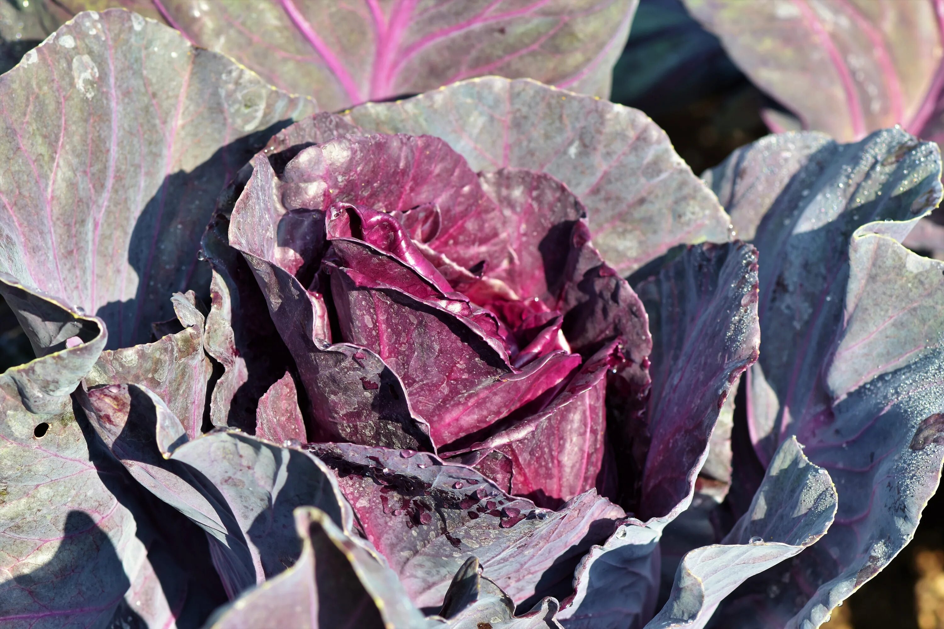 Красная капуста фото Beautiful Red Cabbage Kohl free image download