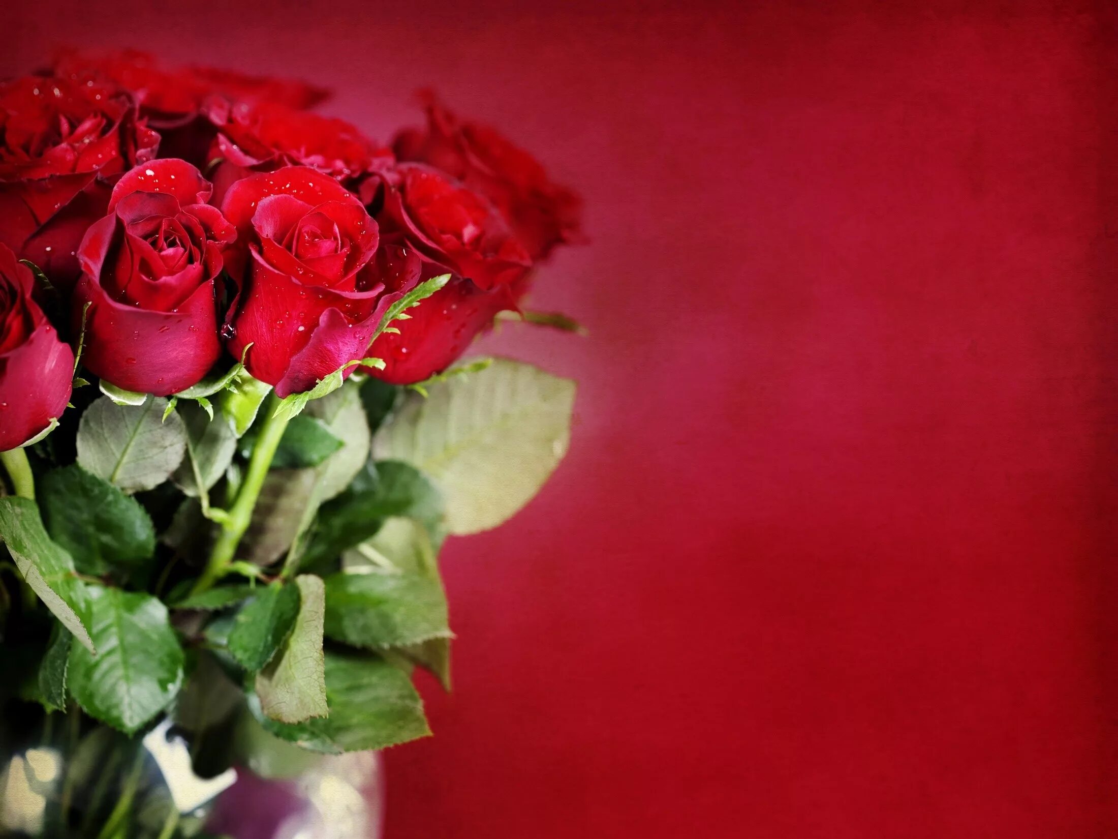 Красная картинка с днем рождения женщине Wallpaper : nature, red, pink, leaf, petal, land plant, flowering plant, close u
