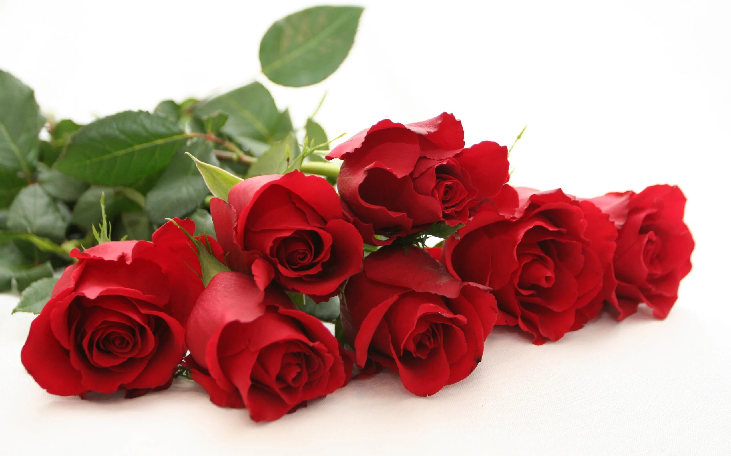 Красная картинка с днем рождения женщине Free Rose Flower, Download Free Rose Flower png images, Free ClipArts on Clipart